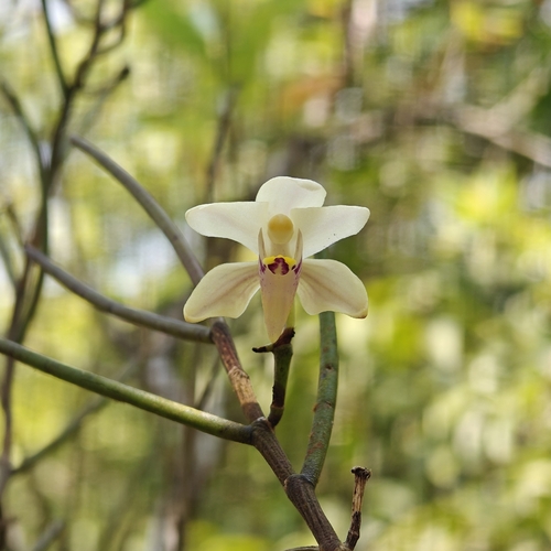Papilionanthe cylindrica