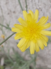 Launaea mucronata
