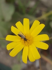 Diptera