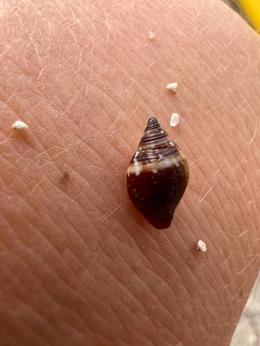 Strigatella assimilis observed 2026-03-05