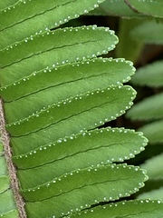Pteridophyllum