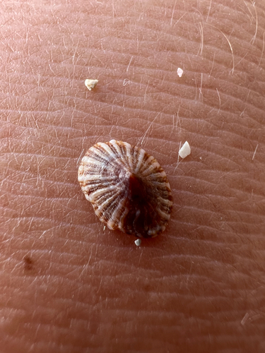 Siphonaria normalis observed 2026-03-05