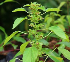 Acalypha malabarica