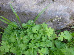 Micranthes nelsoniana aestivalis