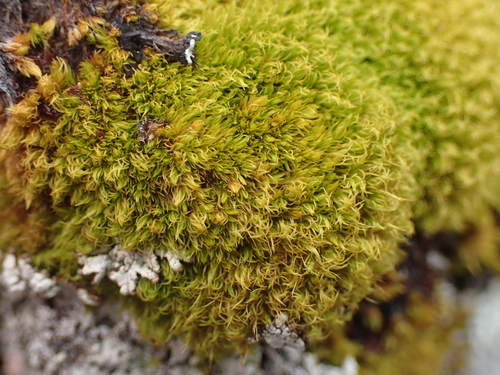 Holomitrium perichaetiale observed 2026-02-21