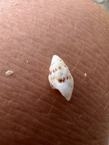 Cerithium atromarginatum observed 2026-03-05