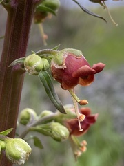 Scrophularia rubricaulis
