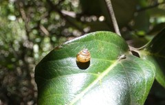 Coneuplecta calculosa