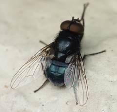 Australophyra rostrata