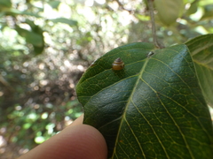 Coneuplecta calculosa