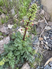 Scrophularia rubricaulis