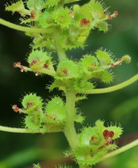 Acalypha malabarica