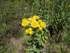 Helichrysum foetidum