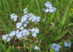 Myosotis popovii
