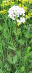 Valeriana rossica