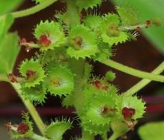 Acalypha malabarica