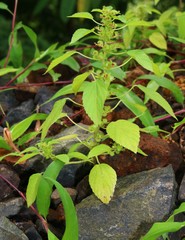 Acalypha malabarica