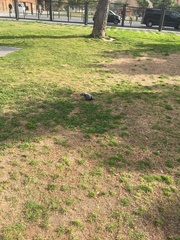 Columba livia domestica