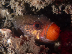 Vincentia novaehollandiae