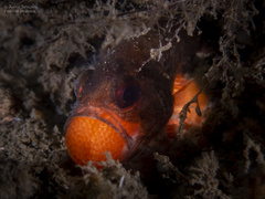 Vincentia novaehollandiae