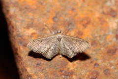 Idaea descitaria