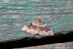 Epirrhoe galiata