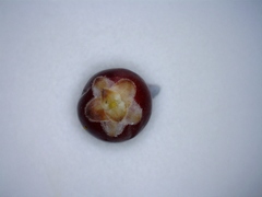 Acrothamnus colensoi