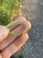 Adam J. Searcy, CC BY, iNaturalist via GBIF Festuca myuros, photograph Adam J. Searcy, CC BY, iNaturalist via GBIF