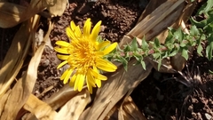 Grindelia inuloides hirtella