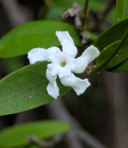 Melodinus phylliraeoides observed 2026-03-06