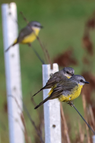 Eastern Yellow Robin
