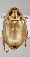 Mimela signaticollis