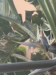 Melanerpes carolinus