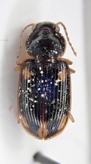 Stenolophus quadripustulatus