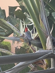 Melanerpes carolinus