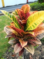 Codiaeum variegatum