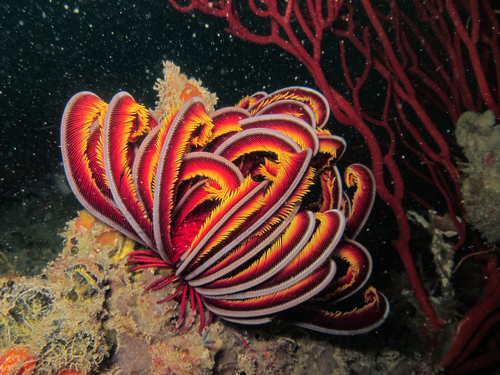 Photo of Red feather star (Himerometra robustipinna)