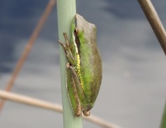 Litoria olongburensis