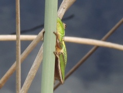 Litoria olongburensis