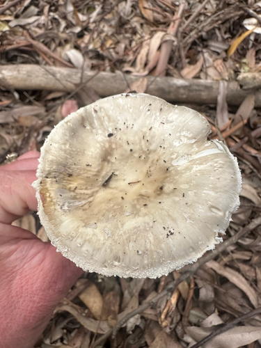 Amanita marmorata, 2026-03-05
