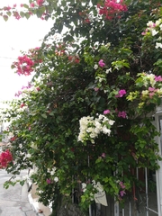 Bougainvillea glabra