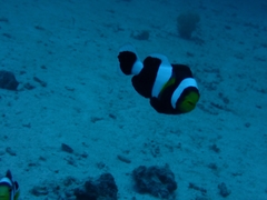 Amphiprion polymnus