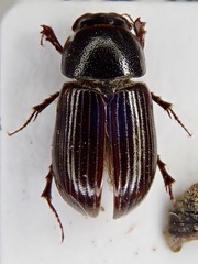 Agoliinus isajevi
