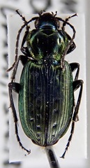 Agonum impressum