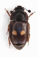 Nitidula bipunctata