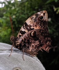 Opsiphanes quiteria