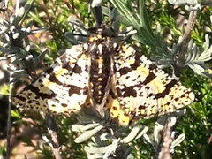 Eurranthis plummistaria