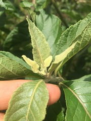 Gymnanthemum amygdalinum