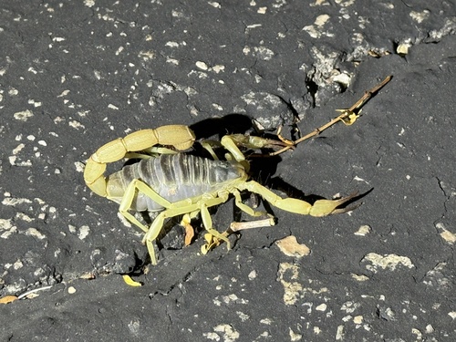 iNaturalist observation photo of Anza-Borrego Hairy Scorpion