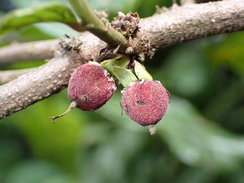 Piparea multiflora observed 2026-02-16
